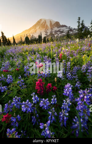 Varity of wildflowers in Mount Rainier National Park, Washington. Summer blooming. Close up shot. Stock Photo