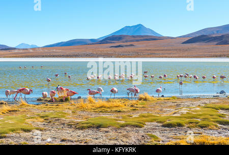 Chilean and James' flamingos in the Hedionda Lagoon located between the Uyuni Salt Flat (Salar de Uyuni) and the Atacama desert, Bolivia. Stock Photo