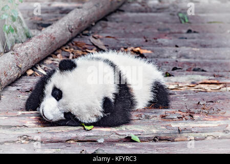 Baby of Giant Panda. Stock Photo