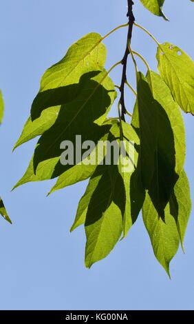 Back lit leaves closeup against the blue sky Stock Photo
