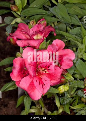 Cluster of beautiful deep pink flowers of Alstroemeria 'Feline'', Princess / Peruvian lily, on background of glossy green leaves Stock Photo