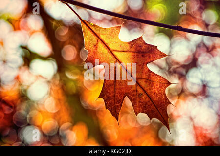 a single autumn leaf with an oustanding colourful background Stock Photo