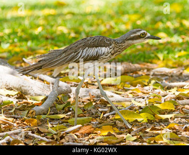 Australian bush stone-curlew, Burhinus grallarius, bush thick-knee, striding across & camouflaged against fallen leaves of woodlands Stock Photo