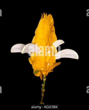 White flowers surrounded by vivid golden yellow bracts of evergreen shrub Pachystachys lutea, Lollipop Plant, on black background Stock Photo