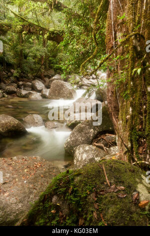 foreground rock and rocky stream flowing through Gorge located in the Daintree National Park rainforest , North Queensland, Australia Stock Photo