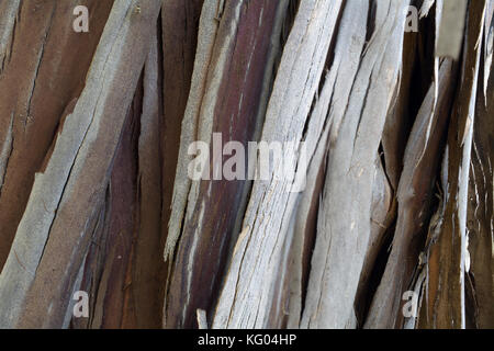The bark of a young coastal redwood, Sequoia sempervirens, with vertical pattern, brown and grey colors- texture or background Stock Photo