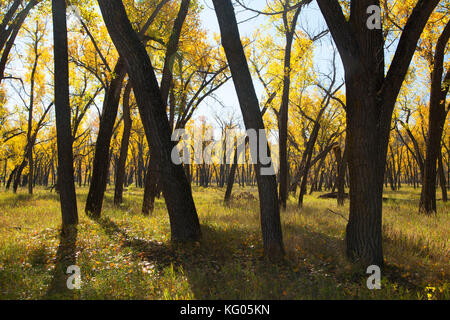 Autumn cottonwoods near the Little Missouri River along South Achenback Trail, Theodore Roosevelt National Park-North Unit, North Dakota Stock Photo