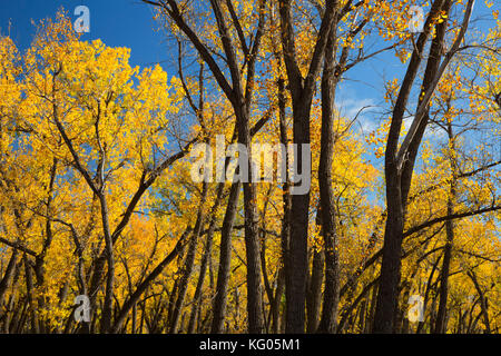 Autumn cottonwoods near the Little Missouri River along South Achenback Trail, Theodore Roosevelt National Park-North Unit, North Dakota Stock Photo