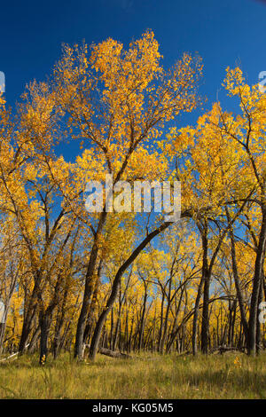 Autumn cottonwoods near the Little Missouri River along South Achenback Trail, Theodore Roosevelt National Park-North Unit, North Dakota Stock Photo