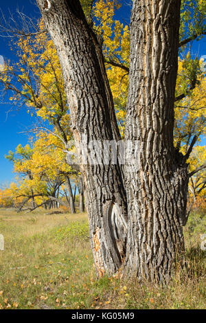 Autumn cottonwoods near the Little Missouri River along South Achenback Trail, Theodore Roosevelt National Park-North Unit, North Dakota Stock Photo