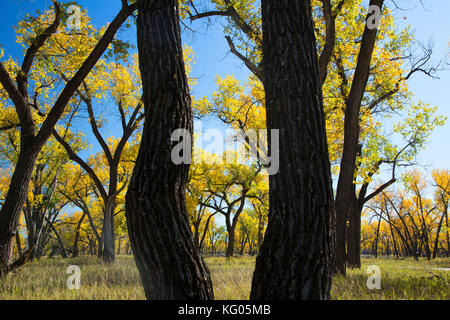 Autumn cottonwoods near the Little Missouri River along South Achenback Trail, Theodore Roosevelt National Park-North Unit, North Dakota Stock Photo