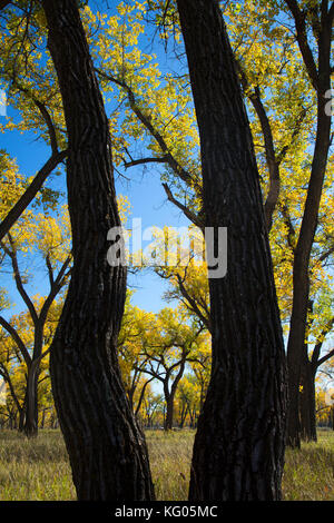 Autumn cottonwoods near the Little Missouri River along South Achenback Trail, Theodore Roosevelt National Park-North Unit, North Dakota Stock Photo
