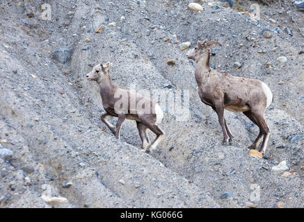 Wild Goats in Alberta Stock Photo