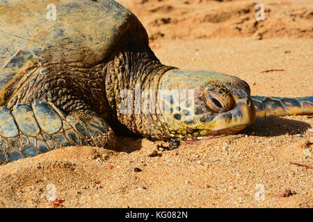 Green Sea Turtle basking on the North Shore beach of Oahu in the Hawaiian islands. Stock Photo