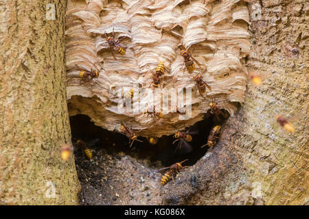 European hornets (Vespa crabro) around nest in tree. Composite image of large wasps coming and going around nest in tree Stock Photo