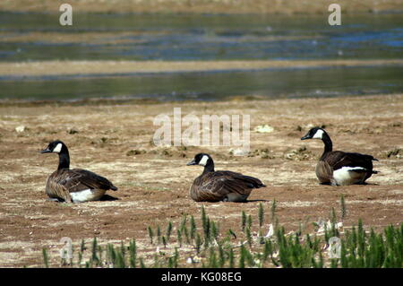 Three canadian geese (Branta canadensis) from the back in Yellowstone National Park. With copyspace. Stock Photo