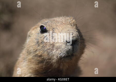 Praire dog (Cynomys) close up portrait, Devils Tower, South Dakota, USA. Stock Photo