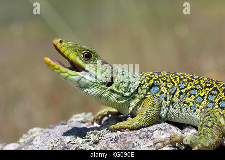 Timon lepidus Stock Photo