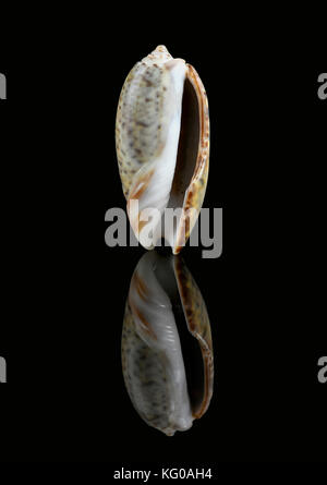 Olive snail (Olividae); They come in many colors and are predatory sea snails. Dubai, UAE.  Isolated on black background Stock Photo