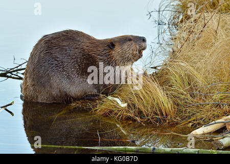 A side view of an adult beaver 'Castor canadensis'; climbing on to the shore of his beaver pond near Hinton Alberta Canada. Stock Photo