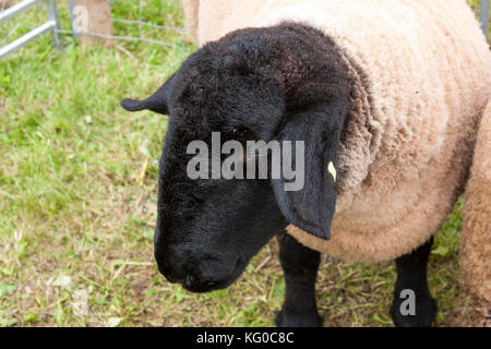 black faced Suffolk sheep close up at agricultural show Stock Photo