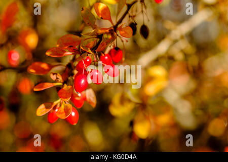 Barberry (Berberis vulgaris) bush covered with red berries Stock Photo