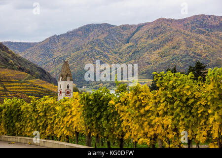 Colorful autumn Vineyard in Wachau valley in Austria Stock Photo