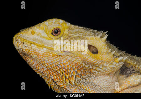 head shot of bearded dragons isolated on black background Stock Photo