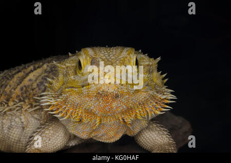 bearded dragons isolated on black background Stock Photo