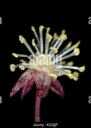 Garden croton (Codiaeum variegatum) male inflorescence with pollen close-up Stock Photo
