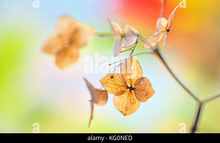 Autumn dried Hydrangea flowers- hortensie Stock Photo