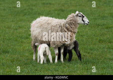 Close-up of 1 sheep (ewe) & 2 tiny lambs standing on grass in farm field in spring (youngsters feeding & mother staring at camera) - England, GB, UK.