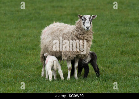Close-up of 1 sheep (ewe) & 2 tiny lambs standing on grass in farm field in spring (youngsters feeding & mother staring at camera) - England, GB, UK. Stock Photo
