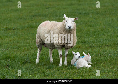 Close-up of 1 sheep (ewe) & 2 lambs in a farm field in springtime. Youngsters are snuggled together on grass, Mum standing over them -England, GB, UK. Stock Photo