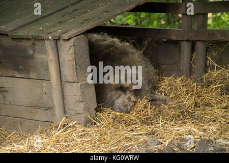 Large, grey, lazy, sleepy pig with prominent snout, is laying snuggled fast asleep, in bed of straw, in wooden farmyard sty - England, GB, UK. Stock Photo