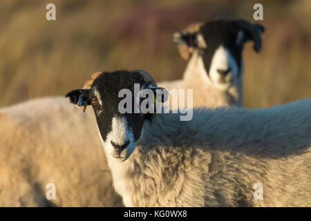Two curious Swaledale sheep stand looking directly at the camera, 1 behind the other, in the golden evening sunlight - Yorkshire Dales, England, UK. Stock Photo
