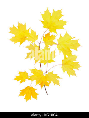 Stem with yellow fall leaves of a sugar maple (Acer saccharum) isolated against a while background Stock Photo