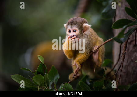 Adorable 3 month old baby Bolivian black-capped Squirrel Monkey clinging to a tree branch Stock Photo