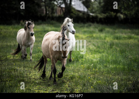 Horses running together at speed in the French countryside Stock Photo
