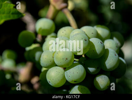 Green grapes ripening on the vine in the Willamette valley in Monroe, Oregon Stock Photo