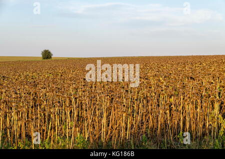 Sunflower or Helianthus annuus field with ripe dry a head of sunflower ready for harvest the crops, Ludogorie area, Zavet, Bulgaria Stock Photo