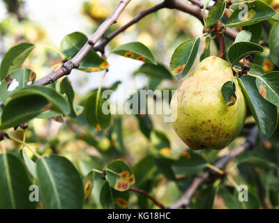 https://l450v.alamy.com/450v/kg18hc/fresh-pear-and-green-leafs-in-pear-tree-kg18hc.jpg