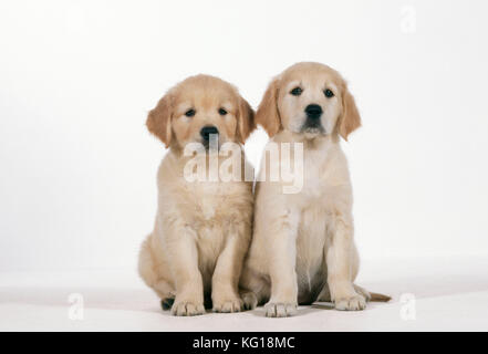 Golden Retriever Dog. Puppies, 8 weeks old. Stock Photo