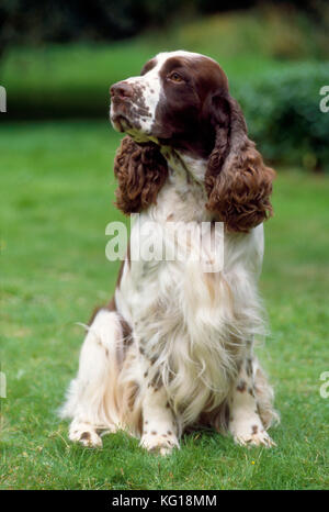 Dog - English Springer Spaniel Stock Photo