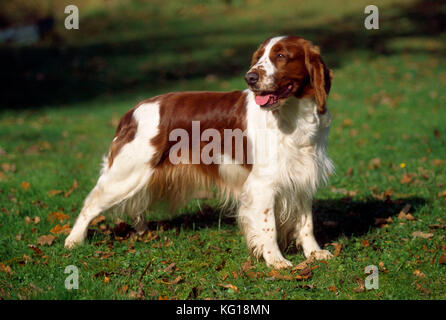 Dog - Welsh Springer Spaniel Stock Photo