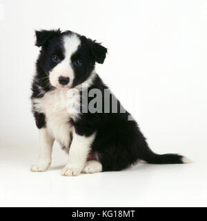 Border Collie Dog - puppy Stock Photo