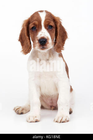 Welsh Springer Spaniel Dog Stock Photo