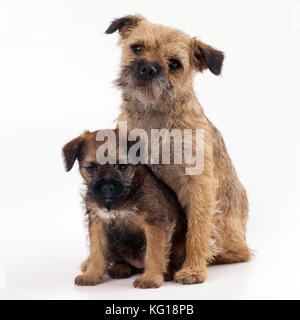 Border Terrier Dog. With puppy. Stock Photo