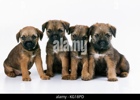 Border Terrier Dog - puppies Stock Photo