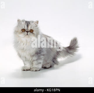 CAT - Persian Tortoiseshell Cameo kitten Stock Photo